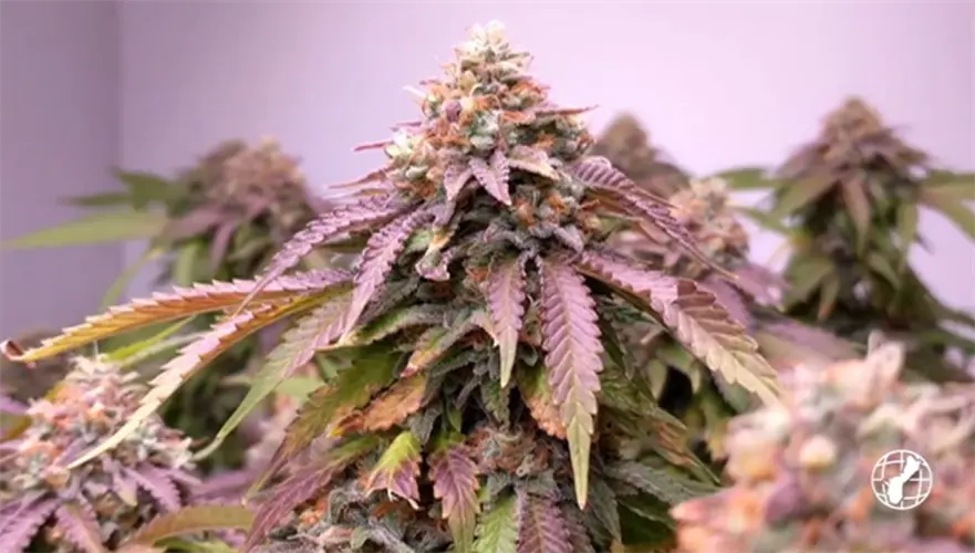 AG approves cannabis board rules for sale and manufacturing