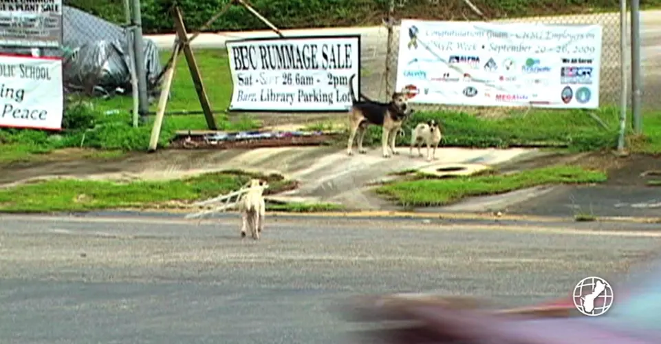 Resources being pooled to crackdown on Guam's stray dog population