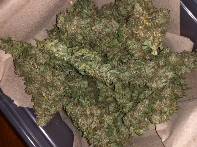 Testing facility applicant applies for Cannabis Establishment License