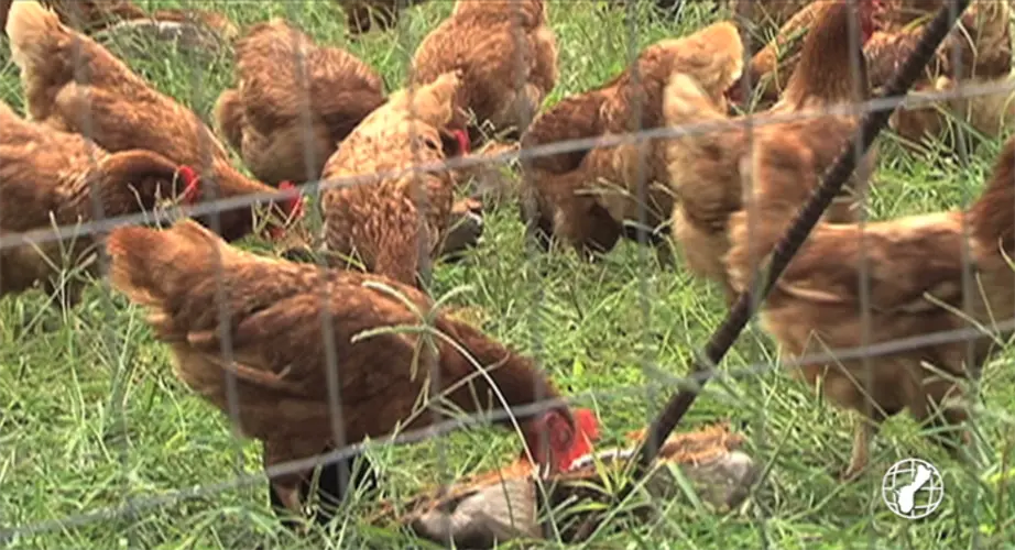 Live poultry import ban extended after avian flu found in Alaska flock
