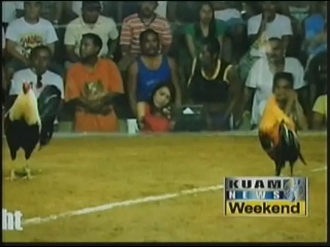 Cockfighting featured at Carnival for first time