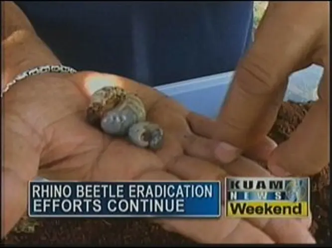 Rhino beetle workshop held at UOG