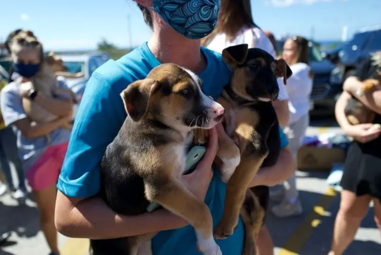 Guam leaders working on solutions to controlling longstanding issue of stray animals