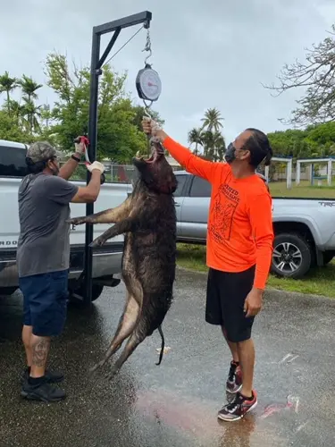 Field to Fork - Babui hunt Saturday