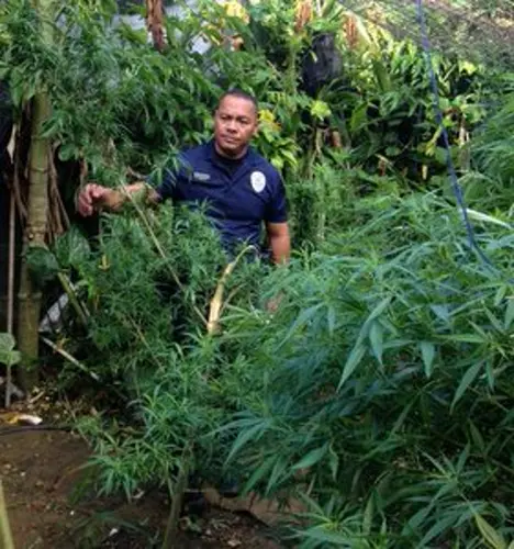Over 100 marijuana plants confiscated in Mangilao