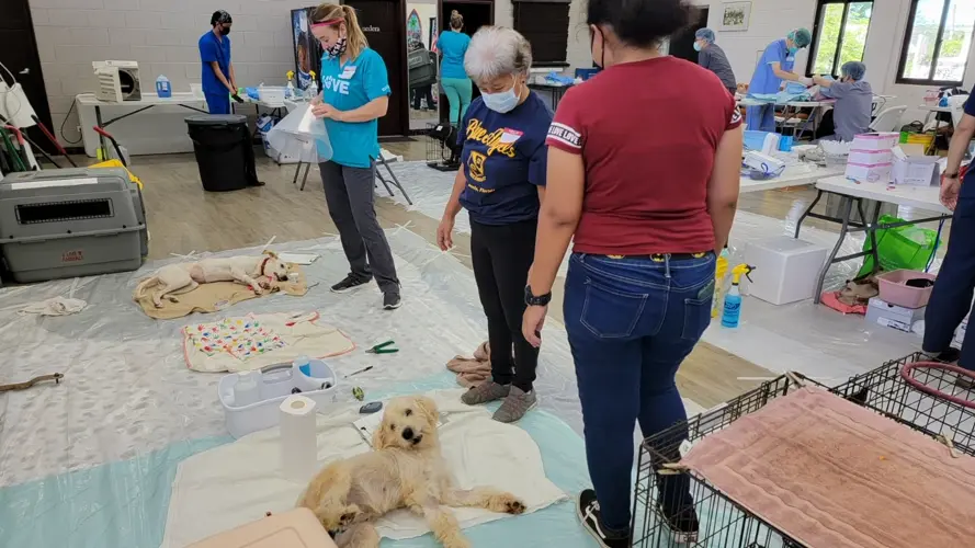 Spay and neuter clinic hits the ground running