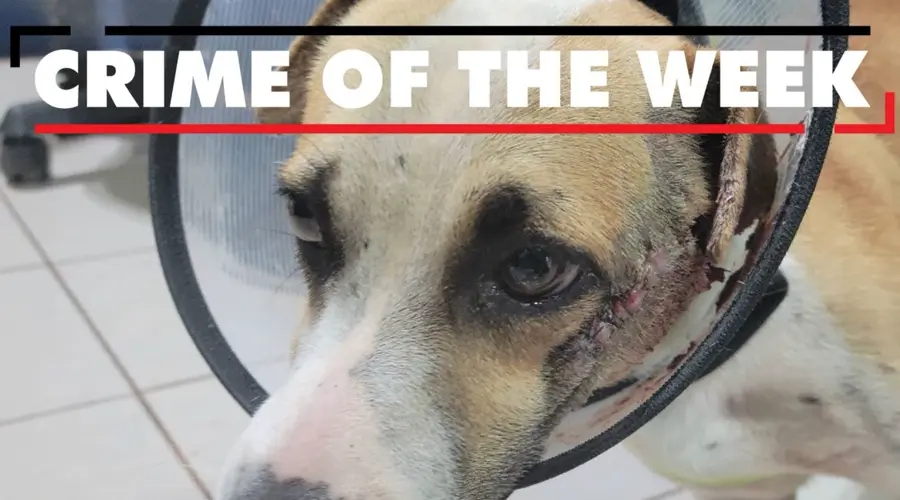 Can you help GPD find the culprit behind an animal cruelty case?