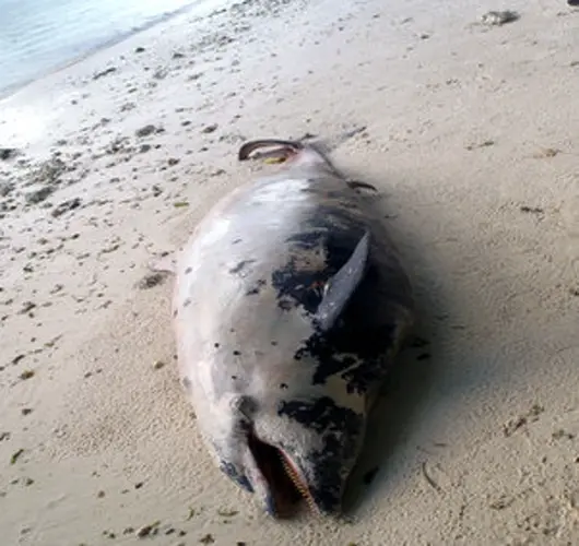 Dead dolphin washes up on Tumon Bay