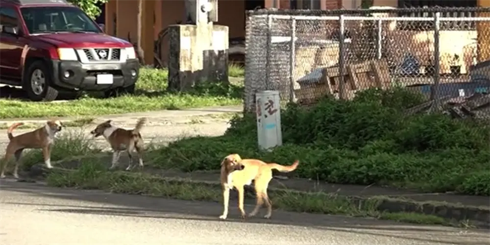 While Animal Control and mayors struggle with lack of resources, residents urged to be responsible pet owners