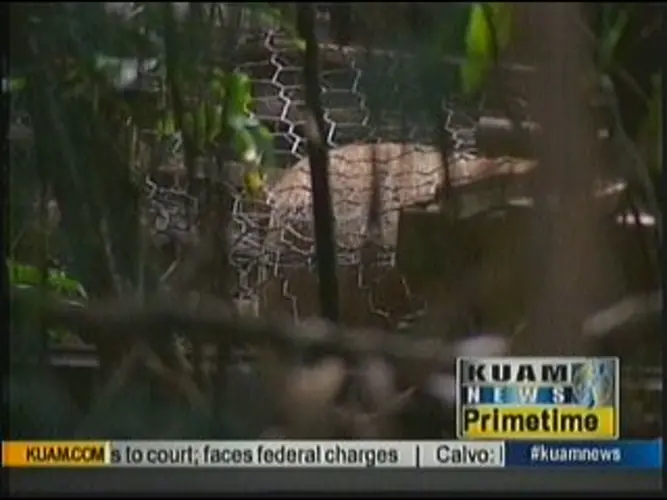 Illegal piggery stinking up Mangilao