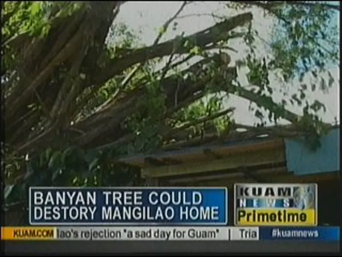 Tree could fall through Mangilao family's home