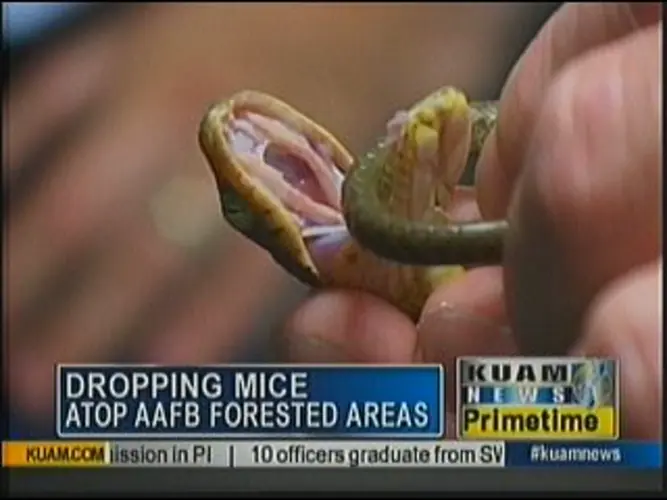 Dead mice being dropped from the sky to combat snakes