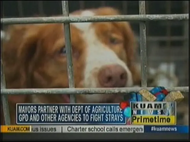 Mayors partner with agencies to round-up stray dogs