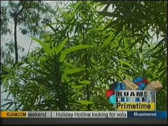 Second round of hearings for medicinal marijuana bill