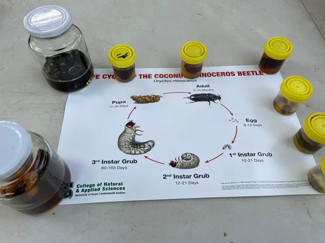 Entomologist reveals origins of rhino beetle in Marianas