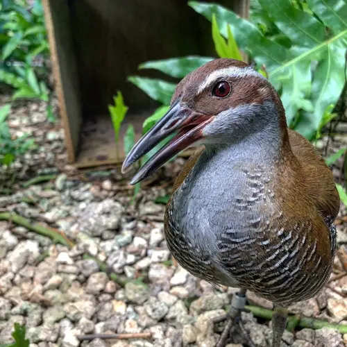 Guam down to 79 ko'ko' birds with the death of beloved Buenas