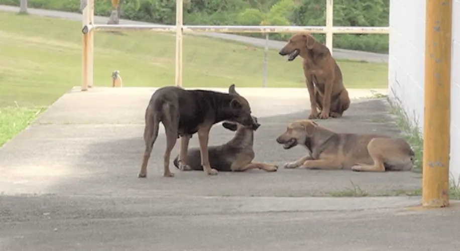 Community urged to report animal attacks immediately