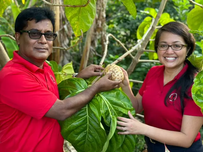 CNMI noni plant sparks innovative research at NMC
