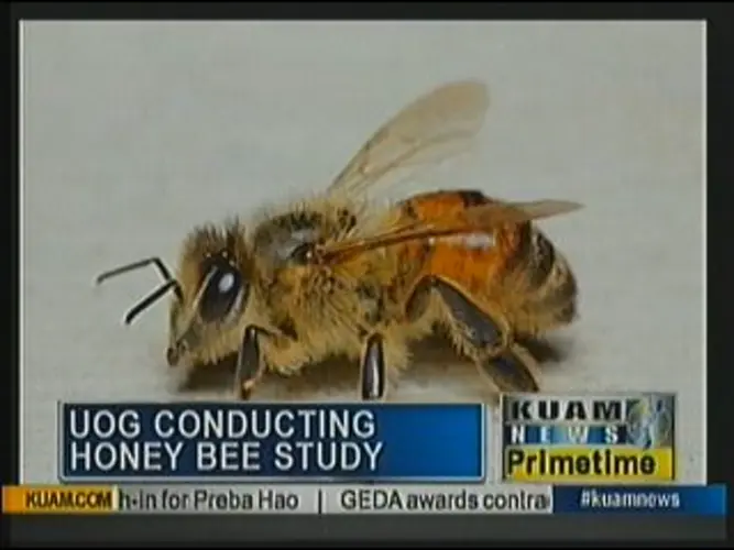 Honey bee study to determine if they are disease free