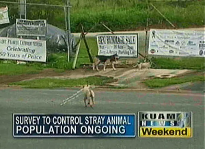 Survey to control stray dog population ongoing