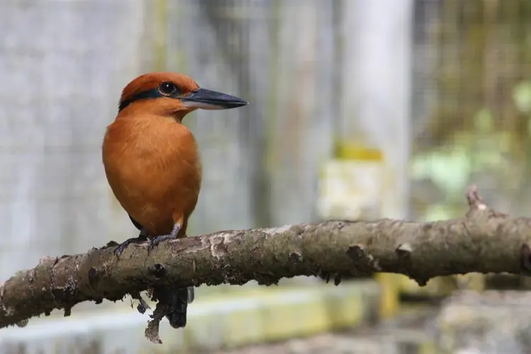 Flight of the Sihek: Guam's effort to save the bird (Part 1)