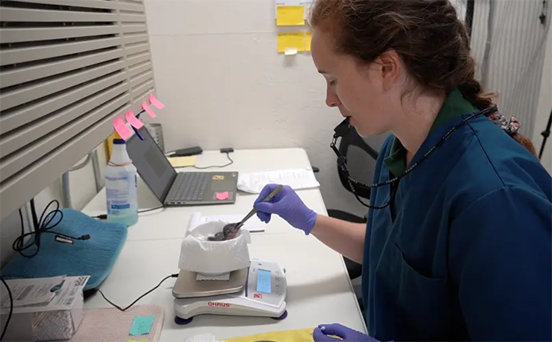 Flight of the Sihek: Inside the translocation quarantine unit (Part 2)