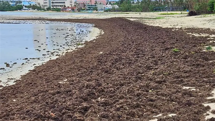 Red algae washes up on Guam's shores