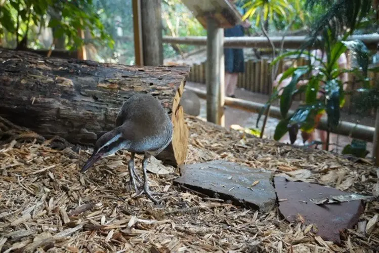 Flight of the Sihek: What the Guam Rail teaches us (Part 6)