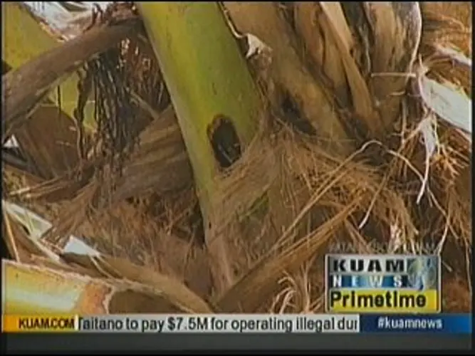 Beetles threaten future of coconut trees