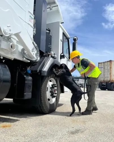 Detector Dog Team prevents coconut rhino beetle spread to Marshall Islands