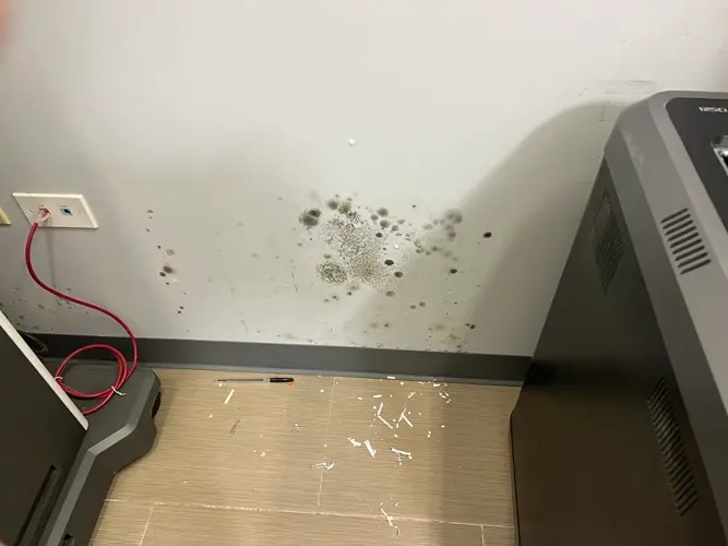 A silent threat: the dangers of mold exposure