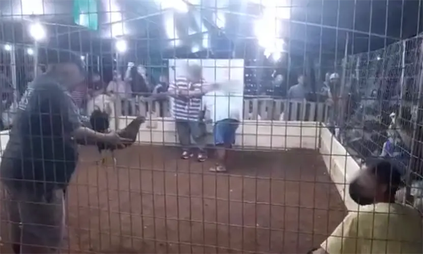 Delegate wants federal cockfighting ban repealed for Guam