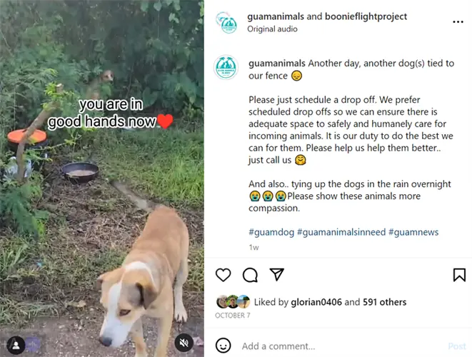 Two dogs chained to Yigo animal shelter fence overnight