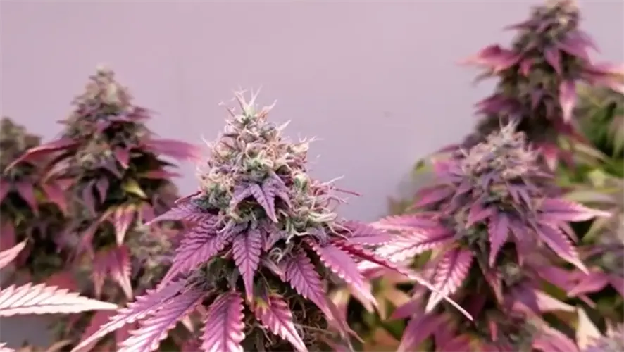 Lack of test lab holding up cannabis industry