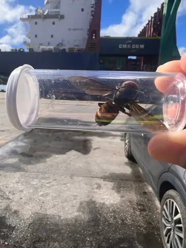 Murder hornet discovered on Guam