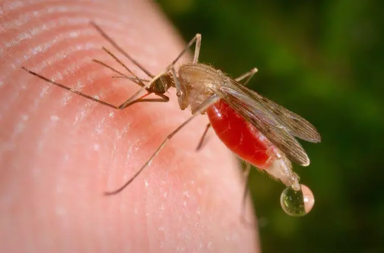 Second case of dengue fever confirmed in Guam