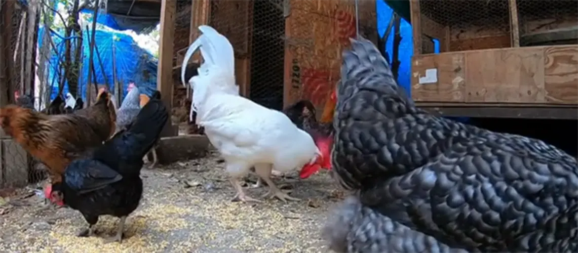 Guam Agriculture Department lifts U.S. live poultry import ban