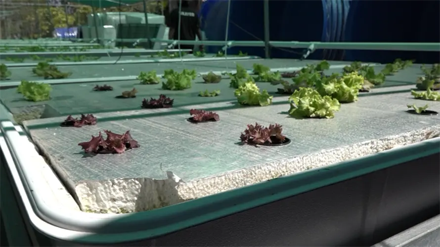 Research on aquaponics commercial and private use underway at UOG Aquapark
