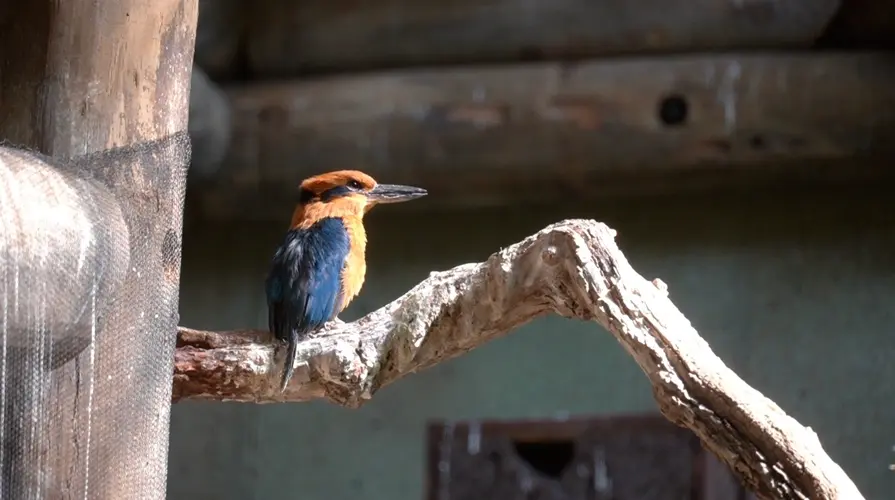 Effort to return Guam Sihek into wild relaunches