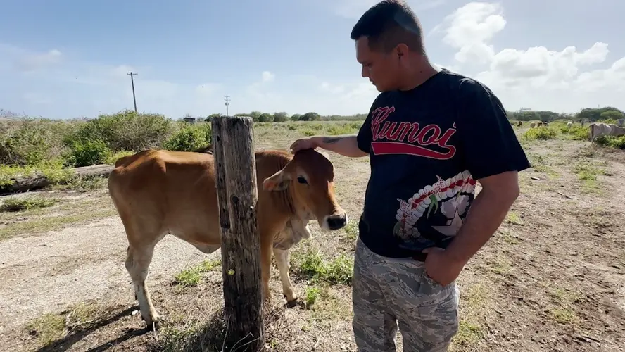 Saipan rancher speaks out after 75 watermelons, 20 cows stolen