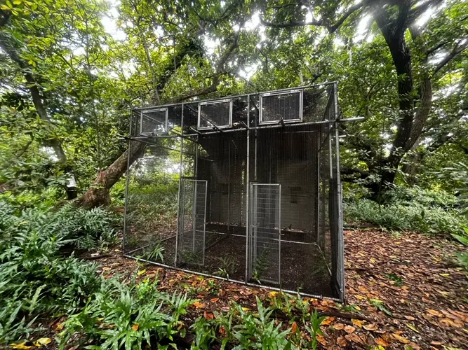 Guam Sihek aviaries being prepared on Palmyra Atoll