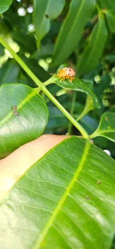 Invasive pest reported on Guam shores