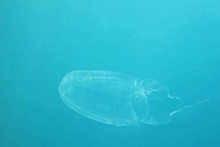 Department of Agriculture announces Box Jellyfish warning