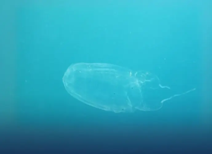 Be on the lookout for box jellyfish
