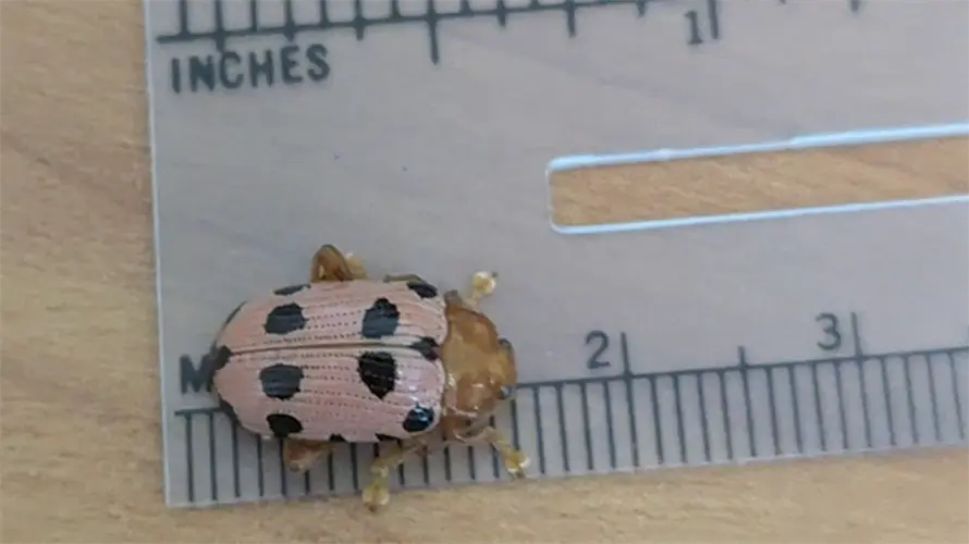 New invasive pest sweeping across Guam, feeding on local plum trees