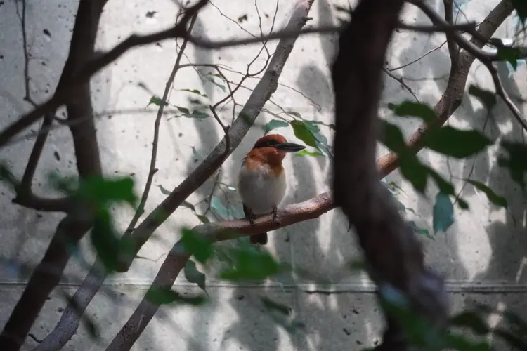 Sedgwick County Zoo plays critical role in Guam Sihek recovery