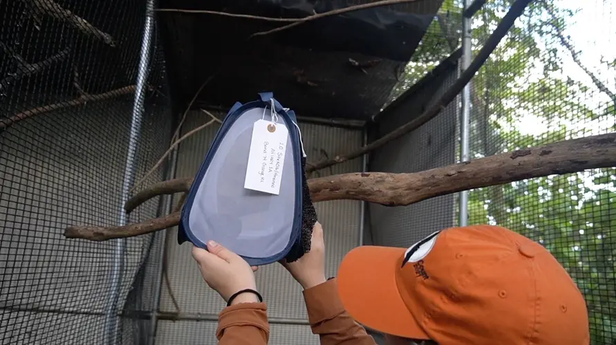 Guam Sihek released into aviaries on Palmyra Atoll