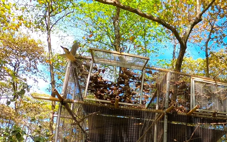 Guam Sihek return to wild for the first time since 1988