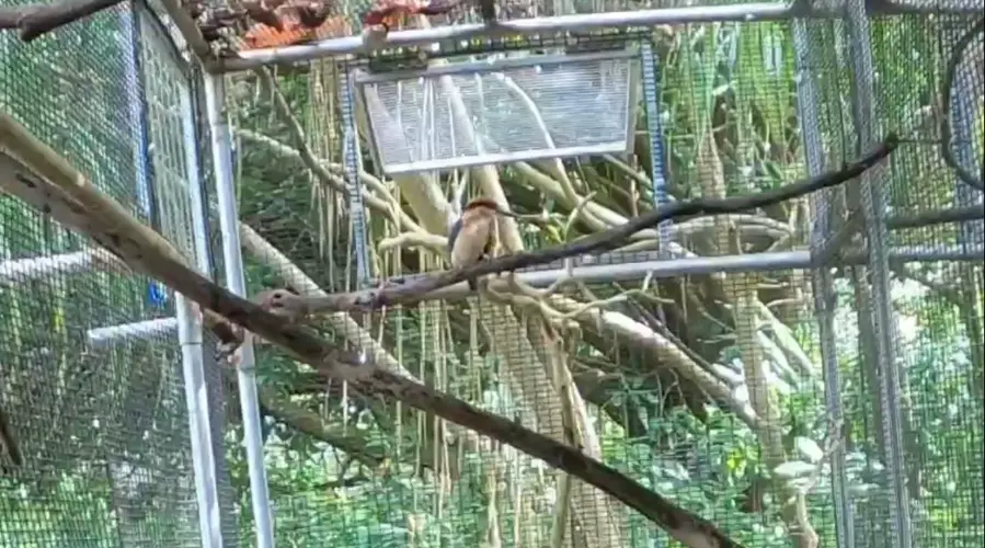 Nine Sihek living in the wild on Palmyra Atoll