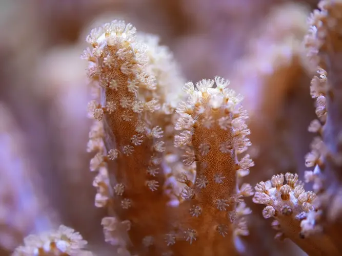 University of Guam researcher discovers soft corals genes for climate change resilience